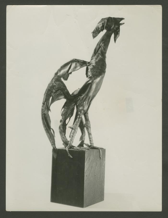 "El Gallo"
