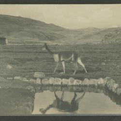 Guanaco sobre paisaje rocoso