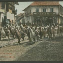 "Un grupo de llamas"