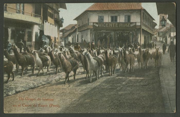 "Un grupo de llamas"